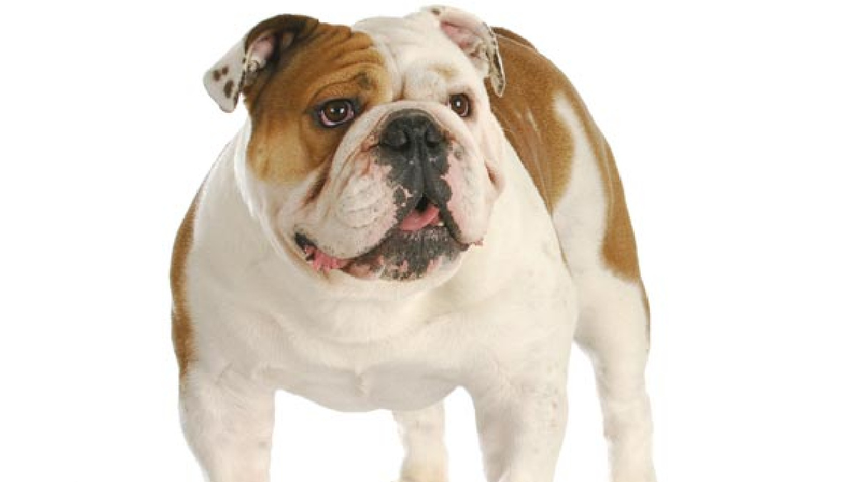 ಭೀಕರ ದುರಂತ: ಪೂಜೆಗೆ ಹೊರಟಿದ್ದ 4 ವರ್ಷದ ಬಾಲಕಿ ಮೇಲೆ ಬುಲ್​ಡಾಗ್ ಅಟ್ಯಾಕ್; ನೆತ್ತಿಯ ಚರ್ಮ ಕಿತ್ತು ಪ್ರಾಣ ಹಾನಿ!