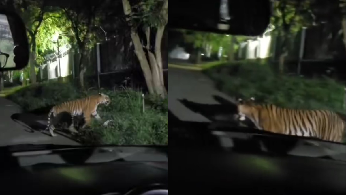 Mysuru Tiger Scare: Big Cat Enters BEML Factory Complex, Employees Panicked