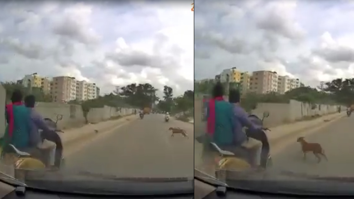 ನಾಯಿ ರಸ್ತೆ ಮೇಲೆ ಬರುತ್ತಿದೆ ಅಂದ್ರೆ ಸೂಕ್ಷ್ಮವಾಗಿ ಗಮನಿಸಿ!! ಇಲ್ಲಾಂದ್ರೆ ಈ ರೀತಿ ಆಗುತ್ತೆ