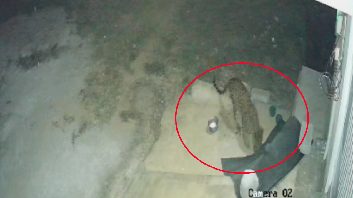 ಕಡಬಗೆರೆಯಲ್ಲಿ ಇದ್ದಕಿದ್ದಂತೆ ಚಿರತೆ ಪ್ರತ್ಯಕ್ಷ !! ಸಿಸಿಟಿವಿ ದೃಶ್ಯ ನೋಡಿ ಬೆರಗಾದ ಸ್ಥಳಿಯರು