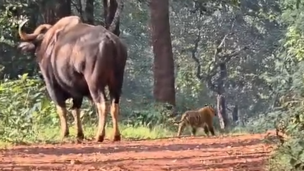 ಜೋಯಿಡಾ ಕಾಳಿ ಹುಲಿ ರಕ್ಷಿತ ಪ್ರದೇಶದಲ್ಲಿ ಅಪರೂಪದ ದೃಶ್ಯ – ಮರಿಯೊಂದಿಗೆ ಹುಲಿ ಓಡಾಟ
