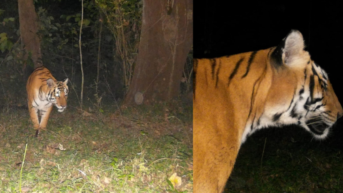 ಕಾಫಿನಾಡಲ್ಲಿ ಮುಂದುವರೆದ ಹುಲಿ ಆತಂಕ!! ಗ್ರಾಮಸ್ಥರಲ್ಲಿ ಹೆಚ್ಚಿದ ಭಯ