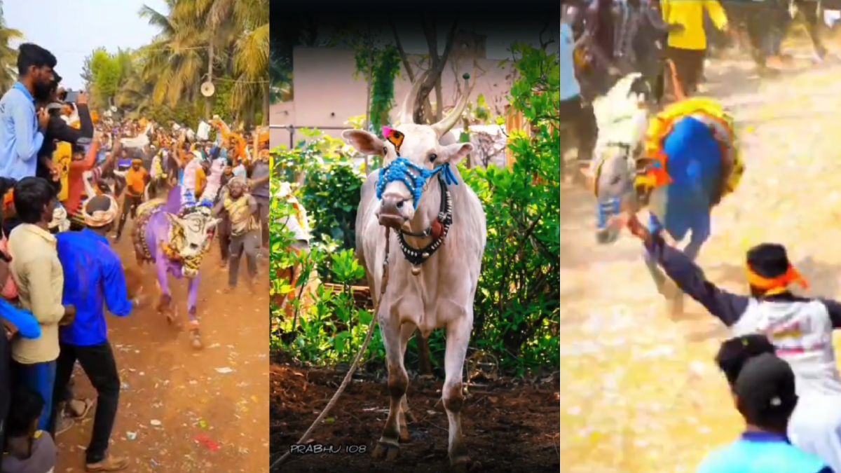 12 ವರ್ಷ ಸೋಲಿಲ್ಲದ KDM KING ಕೊಬ್ಬರಿ ಹೋರಿ ನಿಧನ!! ಅಭಿಮಾನಿಗಳಿಂದ ಕಣ್ಣೀರಿನ ವಿದಾಯ