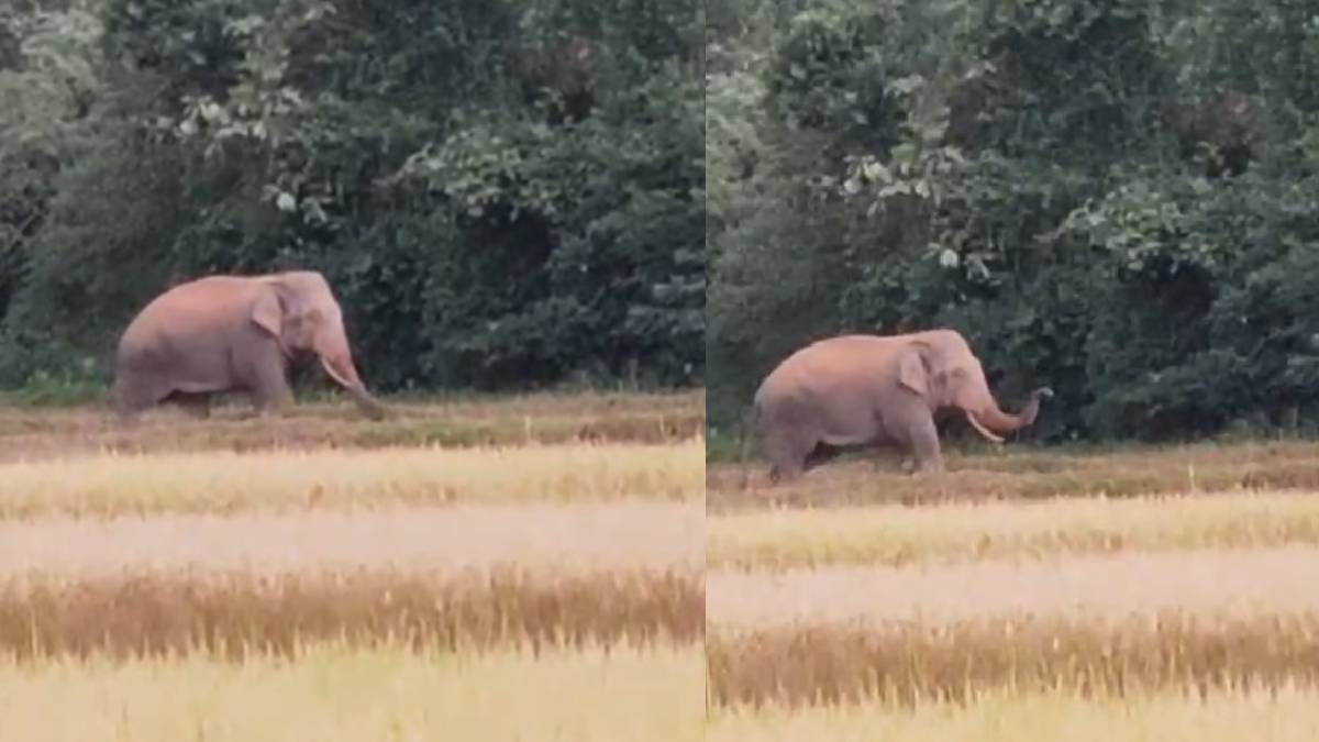 ಭತ್ತದ ಗದ್ದೆಯಲ್ಲಿ ಅಡ್ಡಾಡಿದ ಒಂಟಿ ಸಲಗ!! ಗ್ರಾಮಸ್ಥರಲ್ಲಿ ಹೆಚ್ಚಿದ ಆತಂಕ
