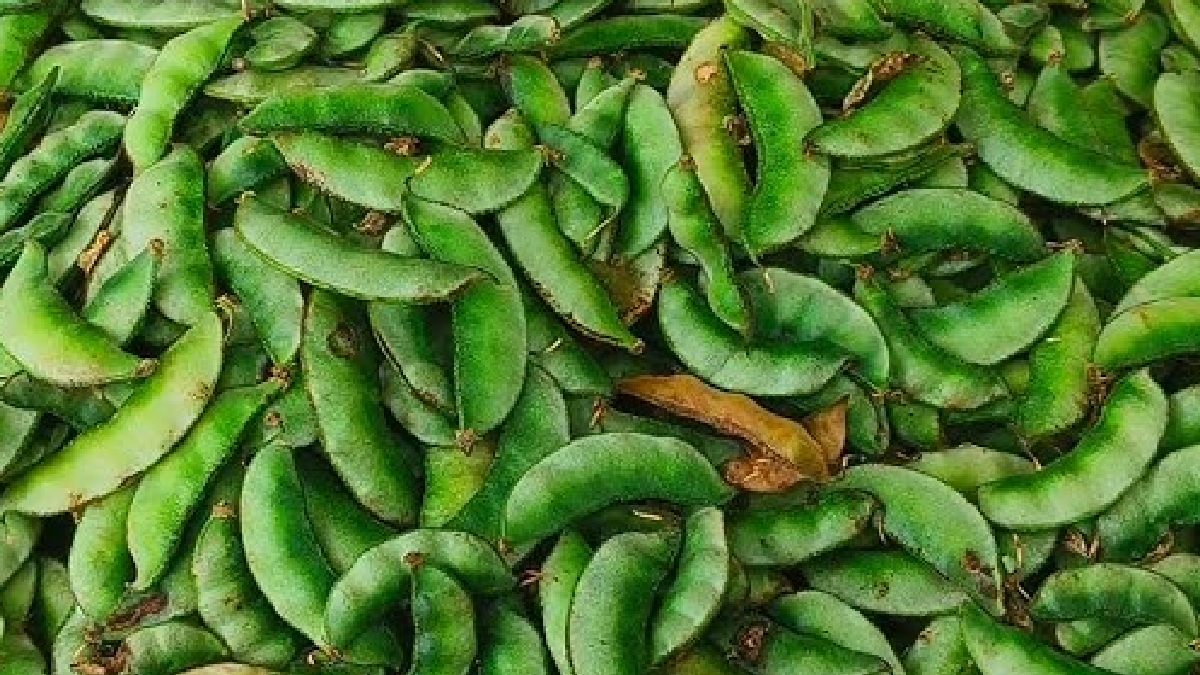 ಹೆಚ್ಚು ಮಳೆಯಿಂದ ಸಂಕಷ್ಟ ಎದುರಿಸಿದ ರೈತರು! ಬೆಂಗಳೂರಿನಲ್ಲಿ ಅವರೆಕಾಯಿ ಬೆಲೆಗೆ ಬೆಚ್ಚಿದ ಜನಸಾಮಾನ್ಯರು!