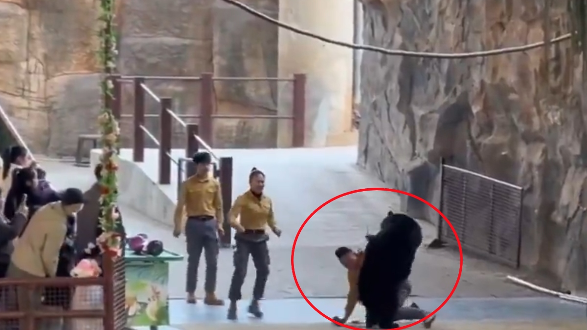 Bear Attacks Trainer at China's Hangzhou Safari Park; Public Demands Show Cancellation