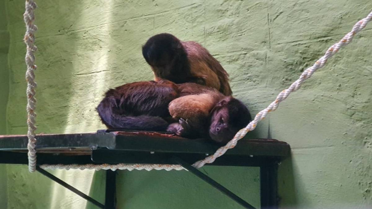 New Guests Arrive at Bannerghatta Park: Capuchin Monkeys from Africa