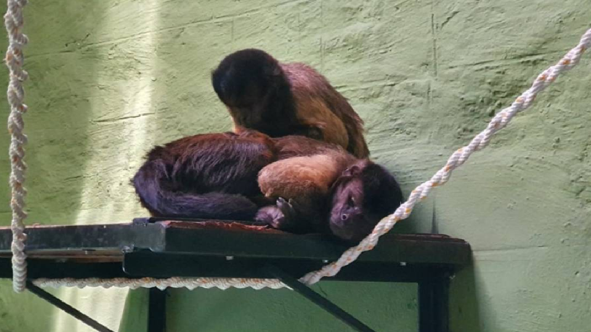 ಅಂತಾರಾಷ್ಟ್ರೀಯ ಪ್ರಾಣಿ ವಿನಿಮಯ ಯೋಜನೆ – ಬನ್ನೇರುಘಟ್ಟಕ್ಕೆ ಹೊಸ ಅತಿಥಿಗಳು