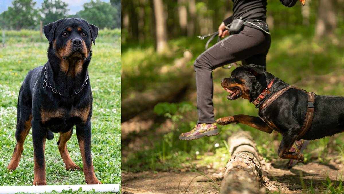 ಮಹಿಳೆ ಮೇಲೆ ಅಟ್ಯಾಕ್ ಮಾಡಿದ ರಾಟ್‌ವೀಲರ್ ನಾಯಿ!! ಮುಂದಾಗಿದ್ದು ದುರಂತ