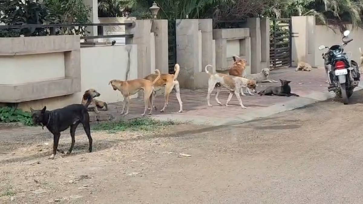 ನಾಯಿಗಳ ಹಾವಳಿ ದಿನೇ ದಿನೇ ಹೆಚ್ಚುತ್ತಿದೆ ಹುಷಾರ್!! ಬೆಳಗಾವಿಯಲ್ಲಿ ಆಗಿದ್ದೇನು ನೋಡಿ