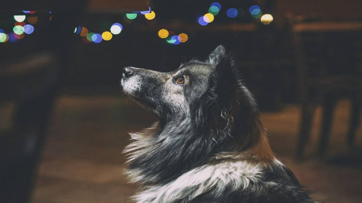Do Dogs Really See Spirits at Night? The Mystery Behind Their Howls