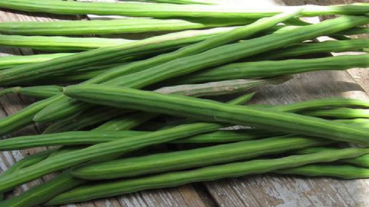 Bengaluru Drumstick Prices Soar Past ₹600/kg Due to 60% Supply Drop and Climate Change Impact