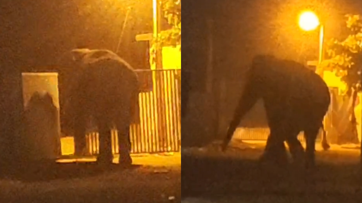 ಬ್ಯಾಡಗಿ, ರಾಣೇಬೆನ್ನೂರು ನಂತರ ಹಿರೇಕೆರೂರಿನಲ್ಲಿ ಕಾಡಾನೆಯ ಸಂಚಾರಿ – ರೈತರ ಬೆಳೆ ಹಾನಿ