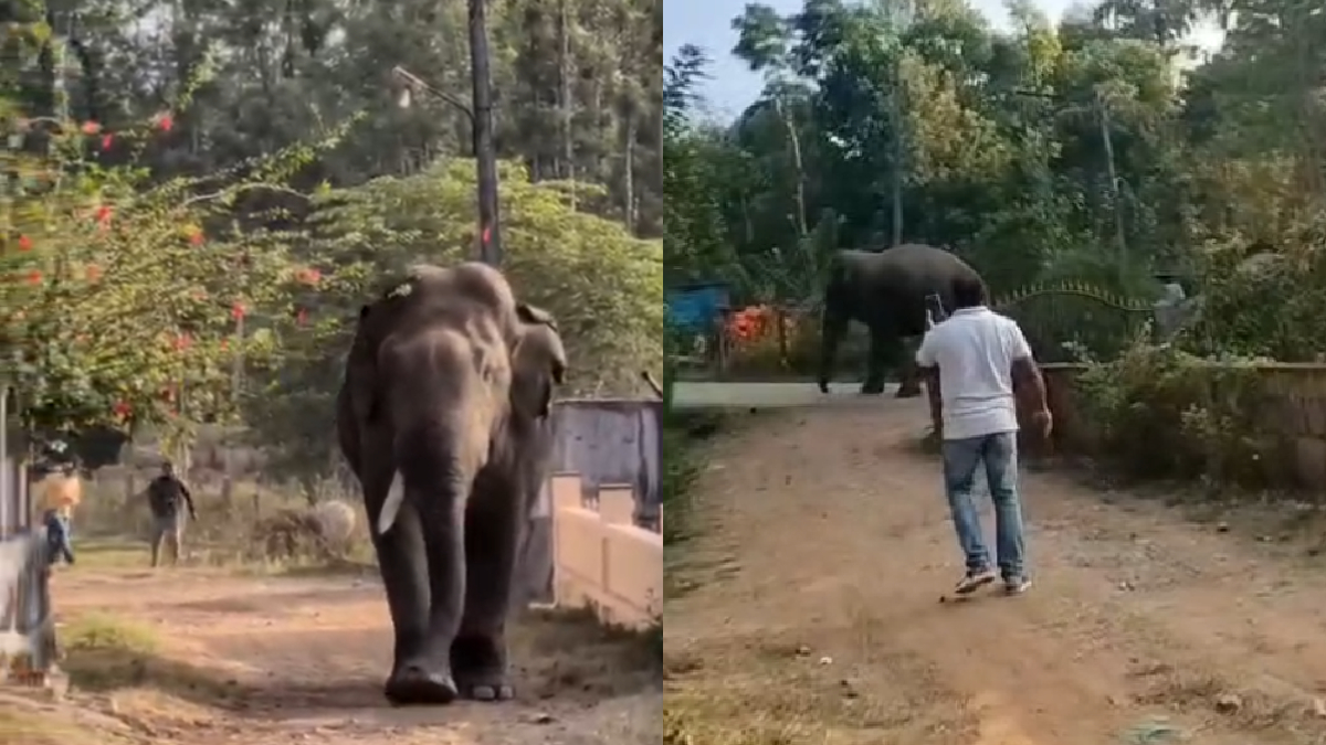 ಮಲೆನಾಡಿನಲ್ಲಿ ಮತ್ತೆ ಕಾಡಾನೆ ಭೀಮನ ಪ್ರವೇಶ – ಗ್ರಾಮಸ್ಥರಲ್ಲಿ ಗಾಬರಿ