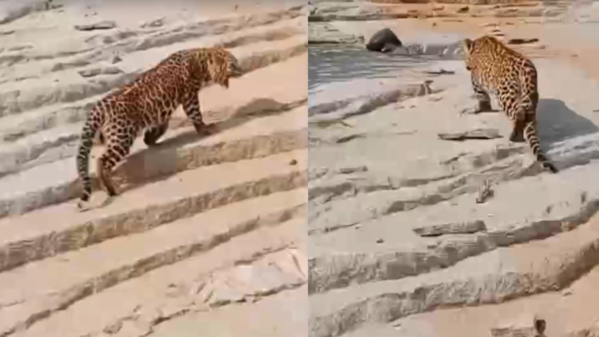 ಚಿರತೆಯನ್ನೇ ಅಟ್ಟಾಡಿಸಿ ಬೆಟ್ಟಕ್ಕೆ ಅಟ್ಟಿದ ಗ್ರಾಮಸ್ಥರು - ಮೊಬೈಲ್‌ನಲ್ಲಿ ಸೆರೆಯಾದ ಭಯಾನಕ ದೃಶ್ಯ