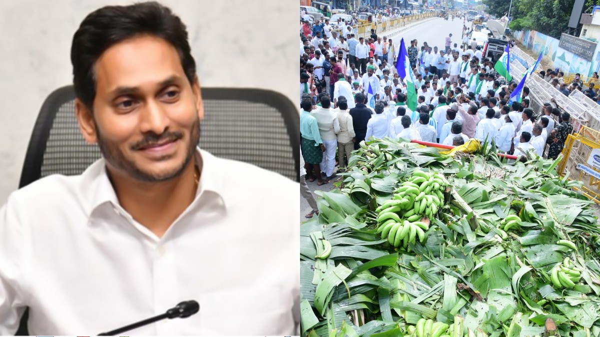 Banana Price Crash: YS Jagan Claims 1kg Bananas Sold for 50 Paise, Cheaper Than a Matchbox in Andhra Pradesh
