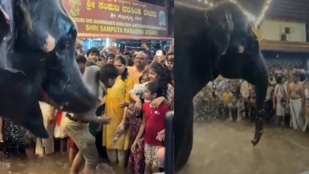 Viral Video: Kukke Subramanya Temple Elephant 'Yashaswini' Tosses Staffer During 'Neeru Bandi Utsava'