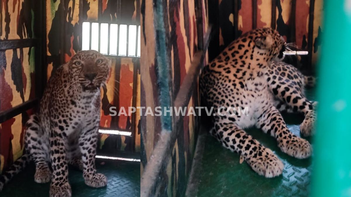 ಹಾವೇರಿ ರೈತರ ನಿದ್ರೆಗೆಡಿಸಿದ್ದ ಚಿರತೆ!! ಸಕತ್ ಡೇಂಜರ್ ಚಿರತೆ ಹಿಡಿಯುವಲ್ಲಿ ಯಶಸ್ವಿಯಾದ ಅರಣ್ಯ ಇಲಾಖೆ