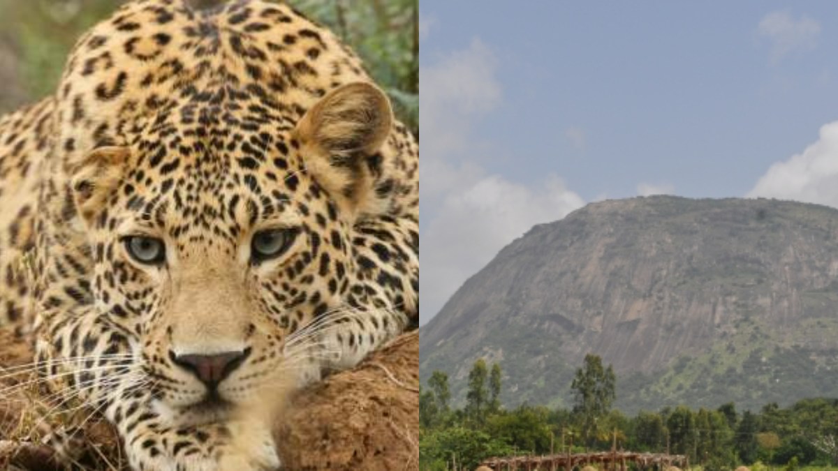 Leopard Threat Rises in Chikkaballapur: Caution for Nandi Hills & Skandagiri Visitors