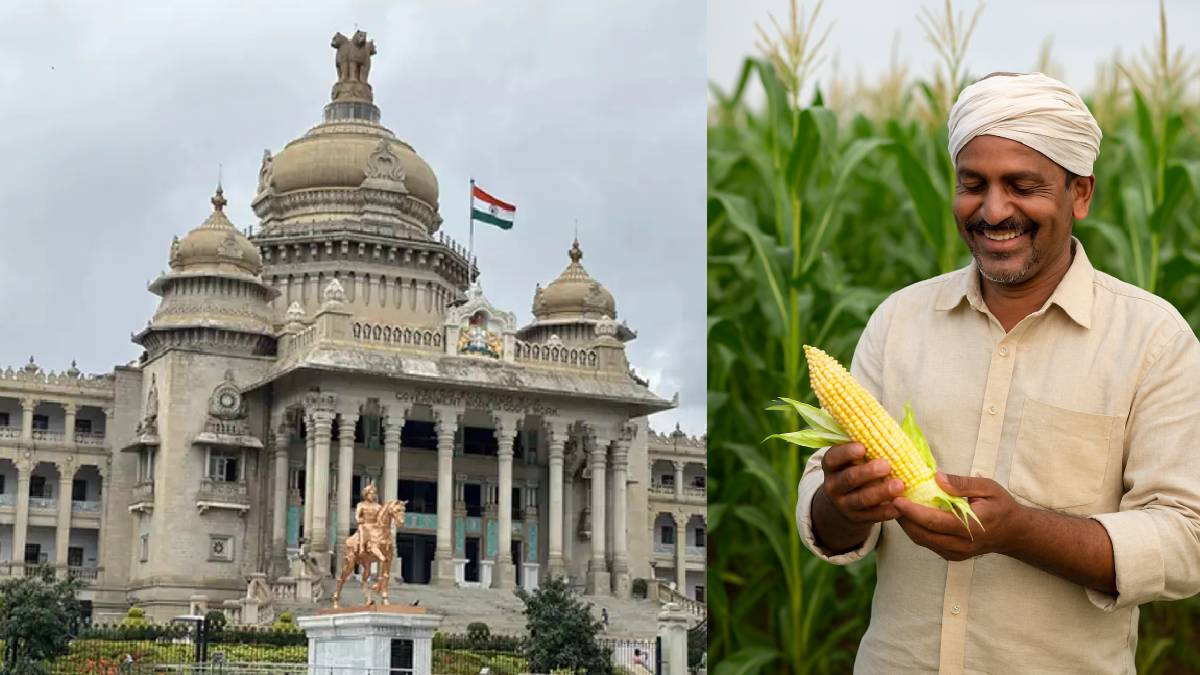 ಮೆಕ್ಕೆಜೋಳ ಬೆಳೆದ ರಾಜ್ಯದ ರೈತರಿಗೆ ಸಿಹಿ ಸುದ್ದಿ ಕೊಟ್ಟ ಸರ್ಕಾರ!! ಇಲ್ಲಿದೆ ನೋಡಿ ಸಂಪೂರ್ಣ ವರದಿ