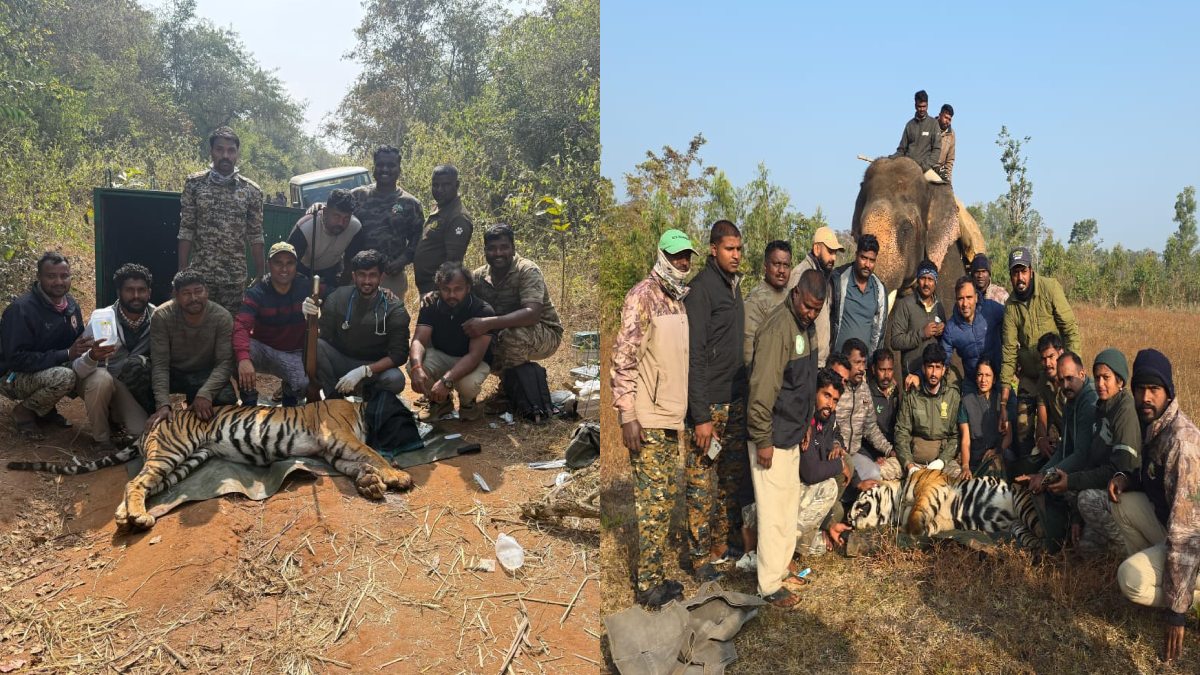 Karnataka: Two Tigers Captured in 48 Hours at Nagarahole: Villagers Finally Breathe Easy