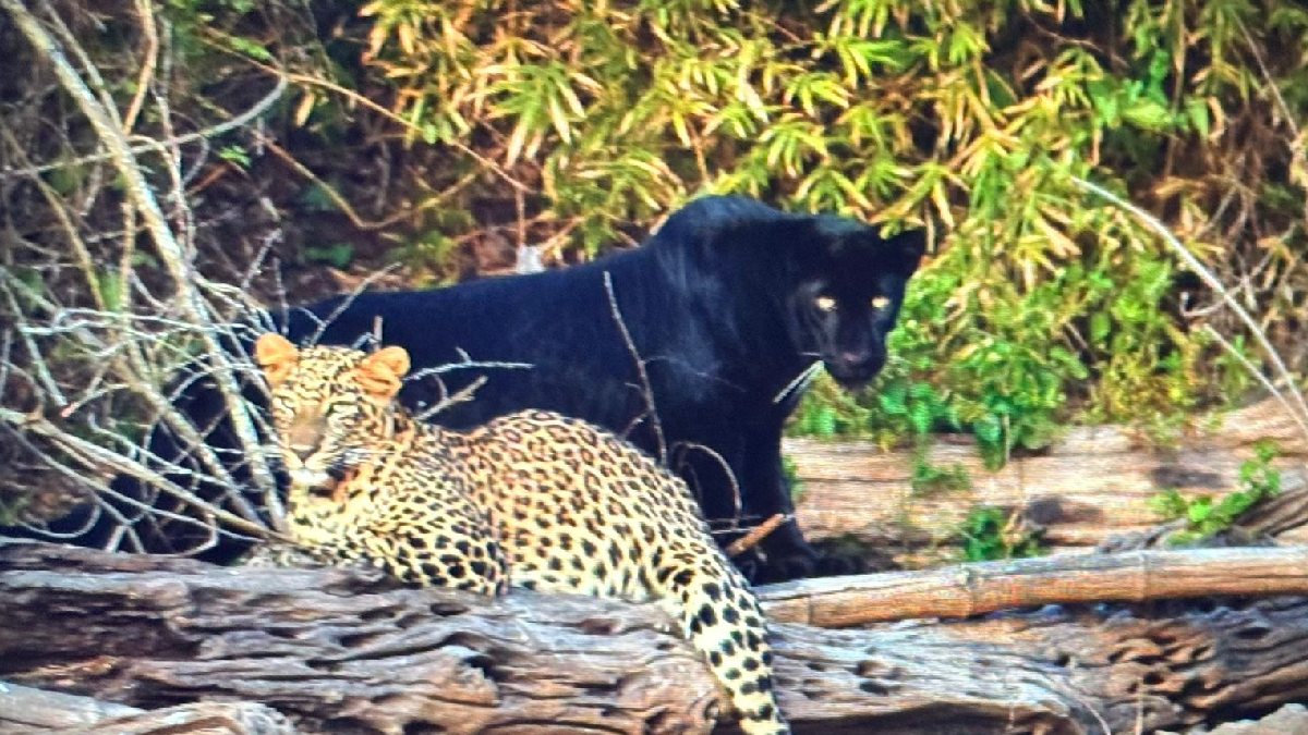 20 ವರ್ಷಗಳ ಬಳಿಕ ಗೋಚರಿಸಿದ ಬ್ಲ್ಯಾಕ್ ಪ್ಯಾಂಥರ್ – ಫಿದಾ ಆದ ಪ್ರವಾಸಿಗರು!!