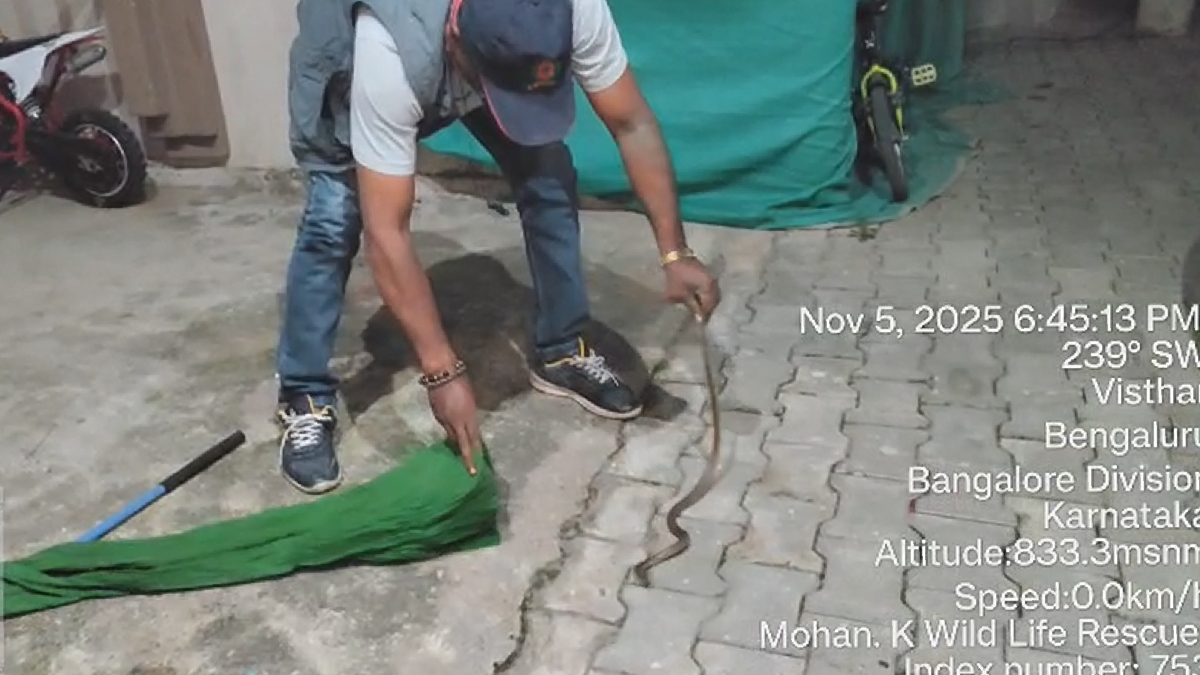 ಚಳಿಯ ಎಫೆಕ್ಟ್: ಬೆಂಗಳೂರಿಗರೇ ಮನೆಗಳಲ್ಲಿ ಹಾವುಗಳ ಕಾಟ ಹೆಚ್ಚಾಗುತ್ತಿದೆ ಹುಷಾರ್