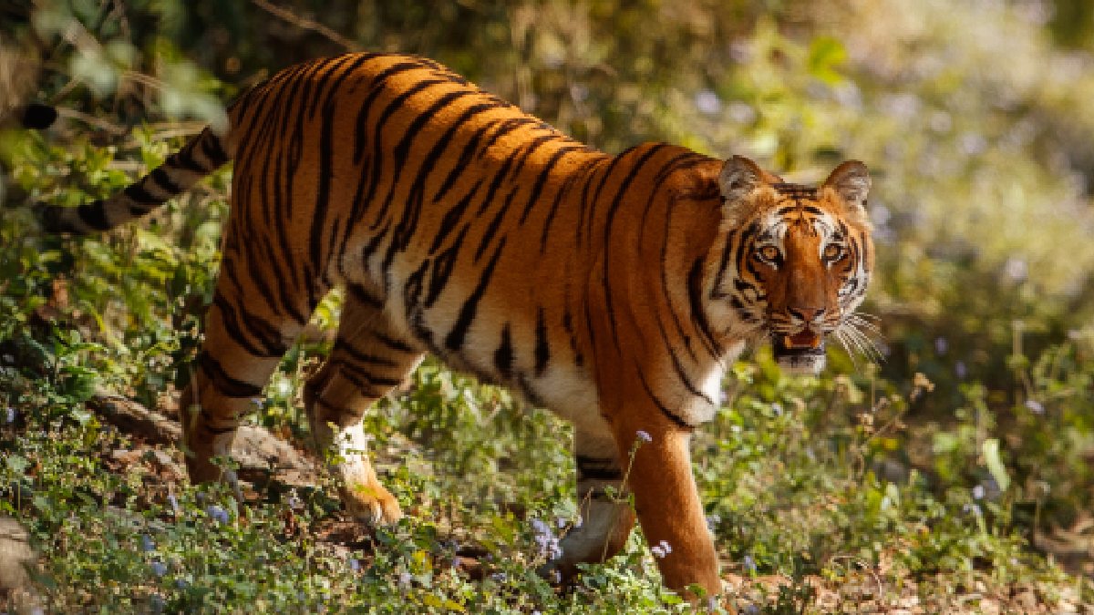 5 Tigers Spotted in Chamarajanagar: Section 144 Imposed; Massive Combing Operation Underway