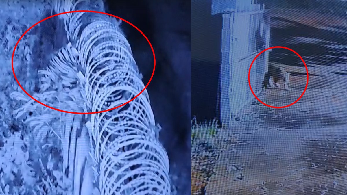 Double Danger For Mysuru! Tiger Returns to BEML Area as CCTV Also Captures Leopard Passing By
