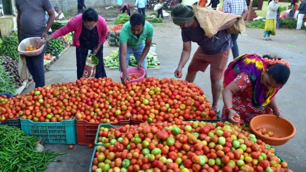 Tomato Price