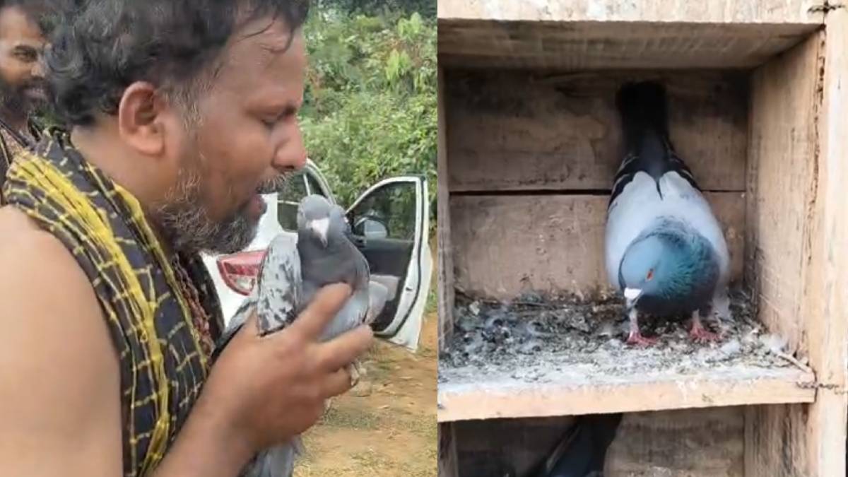 ಮಾಲೀಕರ ಮನೆಗೆ ವಾಪಸ್ಸಾದ ಪಾರಿವಾಳ - ಶಬರಿಮಲೆಯಿಂದ 900 ಕಿಮೀ ಹಾರಿ ಬಂದ ಘಟನೆ!!