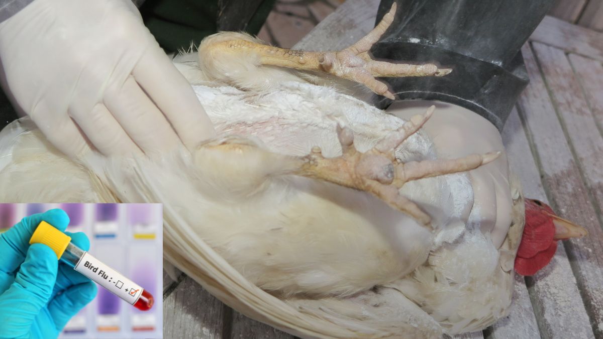 Bird Flu Confirmed in Darbhanga: Bihar on High Alert After 10,000 Crow Deaths