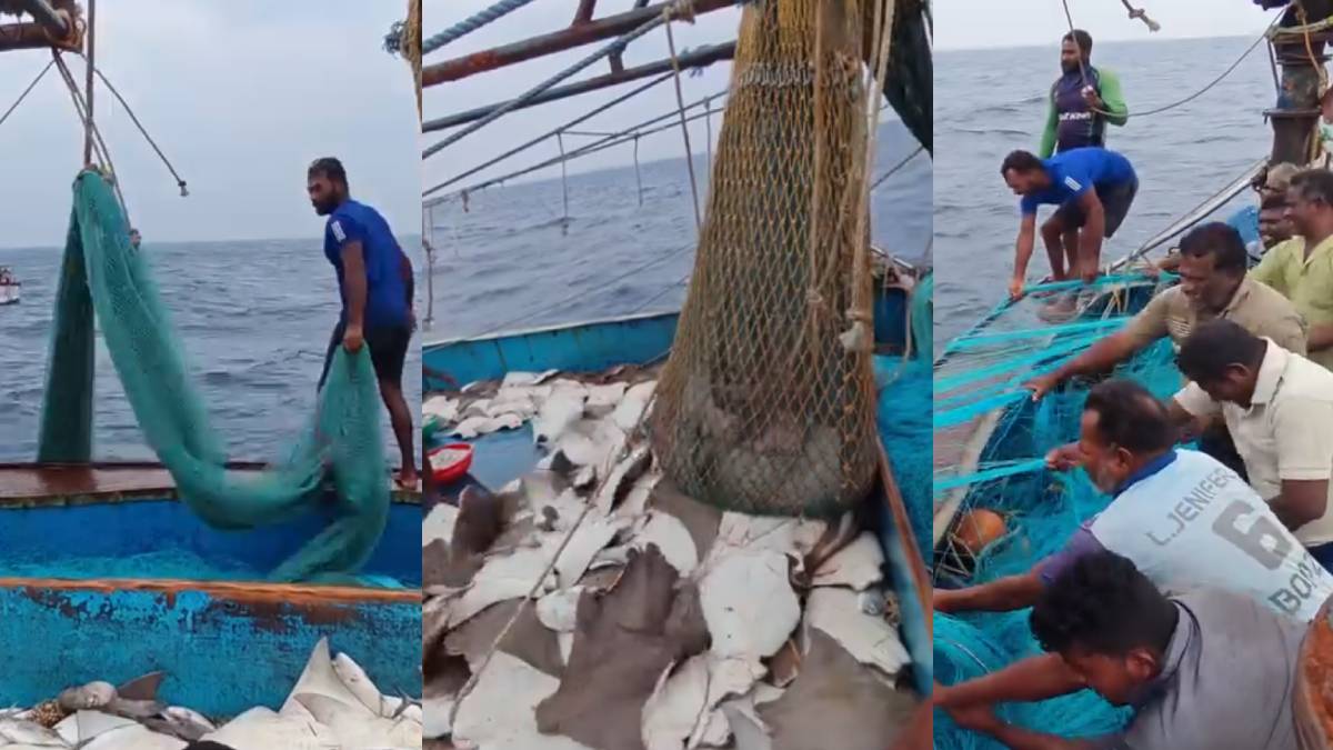 ಮೀನುಗಾರರ ಬಲೆಗೆ ಬಿದ್ದ ರಾಶಿ ರಾಶಿ ವಿಭಿನ್ನ ತಳಿಯ ಮೀನುಗಳು - ಭರ್ಜರಿ ಲಾಟರಿ ಹೊಡೆದ ದೃಶ್ಯ!!