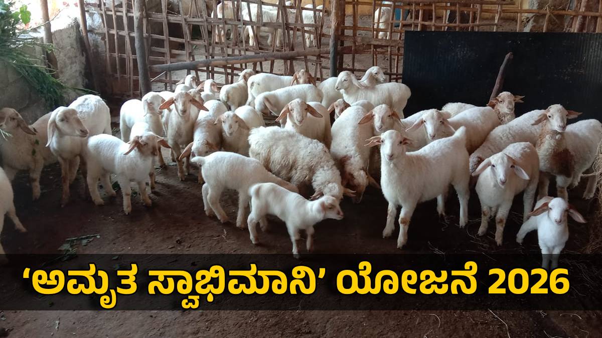 ಅಮೃತ ಸ್ವಾಭಿಮಾನಿ ಮೇಕೆ ಸಾಕಾಣಿಕೆ ಯೋಜನೆ’: ಗ್ರಾಮೀಣ ಯುವಕರಿಗೆ ಹೊಸ ಅವಕಾಶ!!