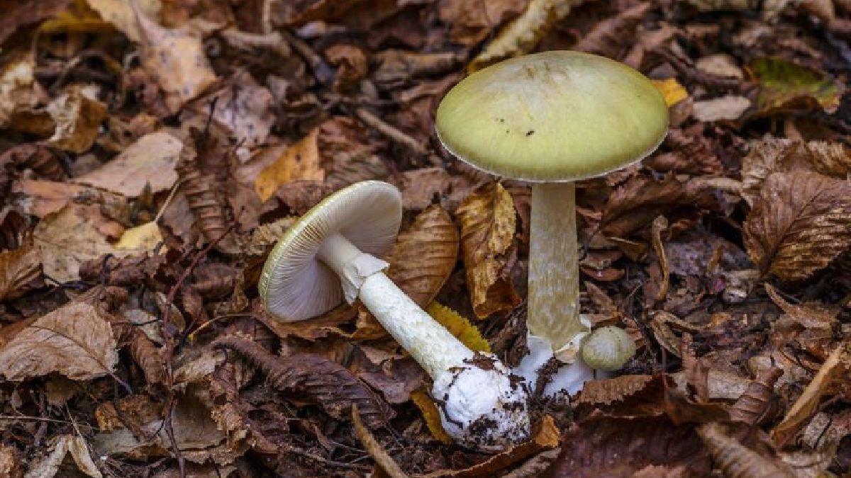 California Tragedy: Death Cap Mushroom Poisoning Sparks Warning About World’s Deadliest Fungi