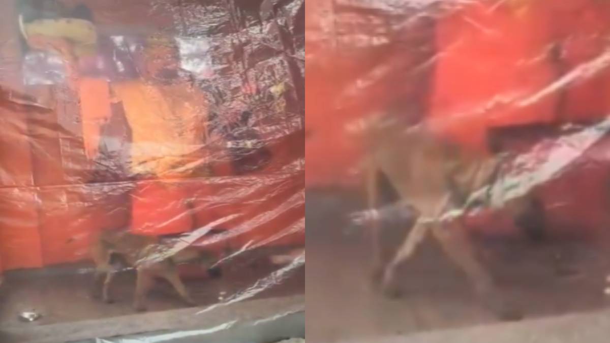 Dog Performs Parikrama Around Hanumanji Murti in Bijnor – A Symbol of Pure Devotion