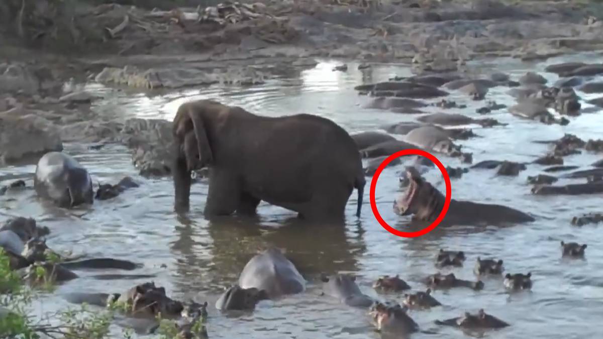 ನೀರಾನೆ ಕಚ್ಚಿದರೂ ಸುಮ್ಮನೆ ನಿಂತ ಆನೆ, ಬಳಿಕ ಮಾಡಿದ್ದೇನು? ಆನೆಯ ತಾಳ್ಮೆ ಮೆಚ್ಚಿದ ನೆಟ್ಟಿಗರು!!