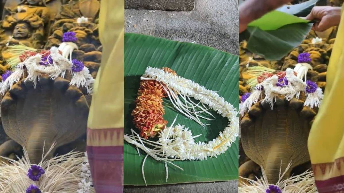 ಅಪರೂಪದಲ್ಲೇ ಅಪರೂಪವಾಗಿ ಪ್ರತ್ಯಕ್ಷವಾದ ಕೃಷ್ಣ ಸರ್ಪ -  ನಾಗಮಂಡಲದ ಭಕ್ತರಲ್ಲಿ ಹೆಚ್ಚಿದ ಭಕ್ತಿ