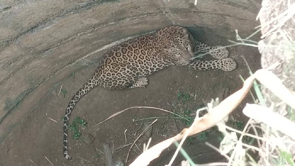 ಕೋಳಿ ಬೇಟೆಯಾಡಲು ಬಂದು ನೀರಿಲ್ಲದ ಬಾವಿಗೆ ಬಿದ್ದ ಚಿರತೆ - ಗ್ರಾಮಸ್ಥರಲ್ಲಿ ಹೆಚ್ಚಿದ ಆತಂಕ!!