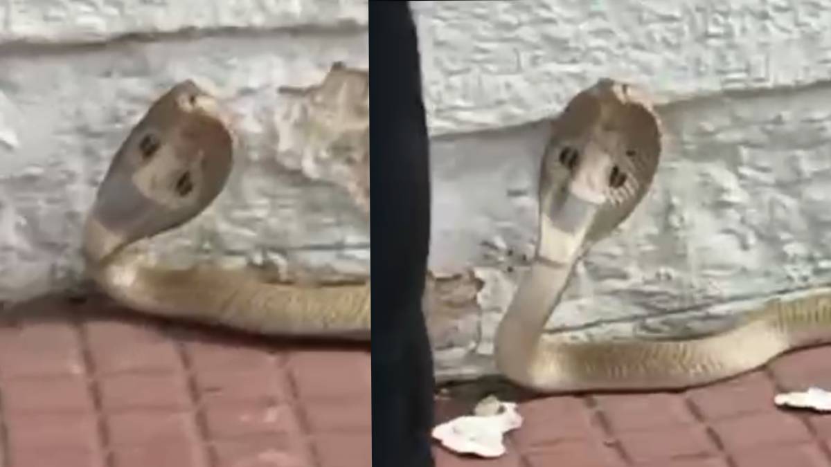 ಡಿಕೆಶಿ ಸರ್ಕಾರಿ ನಿವಾಸದಲ್ಲಿ ಬಾರಿ ಗಾತ್ರದ ನಾಗರಹಾವು ಪತ್ತೆ – ಉರಗ ತಜ್ಞರಿಂದ ಸುರಕ್ಷಿತ ರಕ್ಷಣೆ