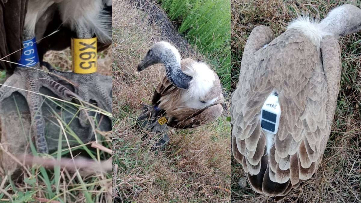 ಜಿಪಿಎಸ್ ಟ್ರ್ಯಾಕರ್‌ ಹೊತ್ತ ರಣಹದ್ದು ಪತ್ತೆ - ತೋಟದಲ್ಲಿದ್ದ ಈ ರಣಹದ್ದಿಗೆ ಭಯಬಿದ್ದ ಊರಿನ ಜನತೆ!!