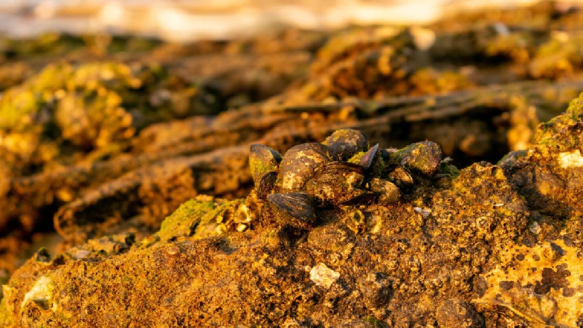 Saudi Arabia Discovers 7.8 Million Ounces of New Gold Reserves