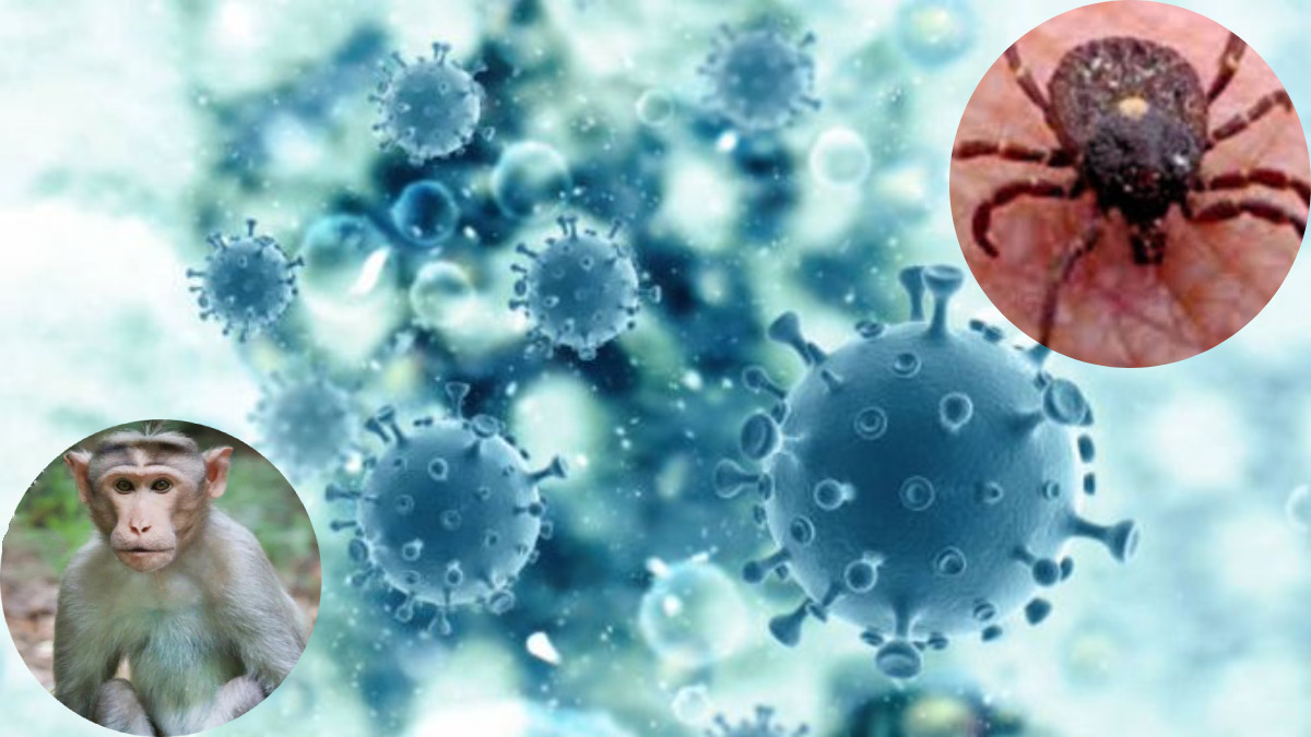 Karnataka KFD Death 2026: Symptoms, Spread, and Risk of Monkey Fever