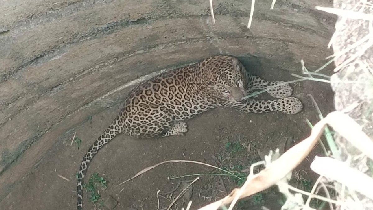 3-Year-Old Leopard Falls into Well in Ramanagara’s Channapatna