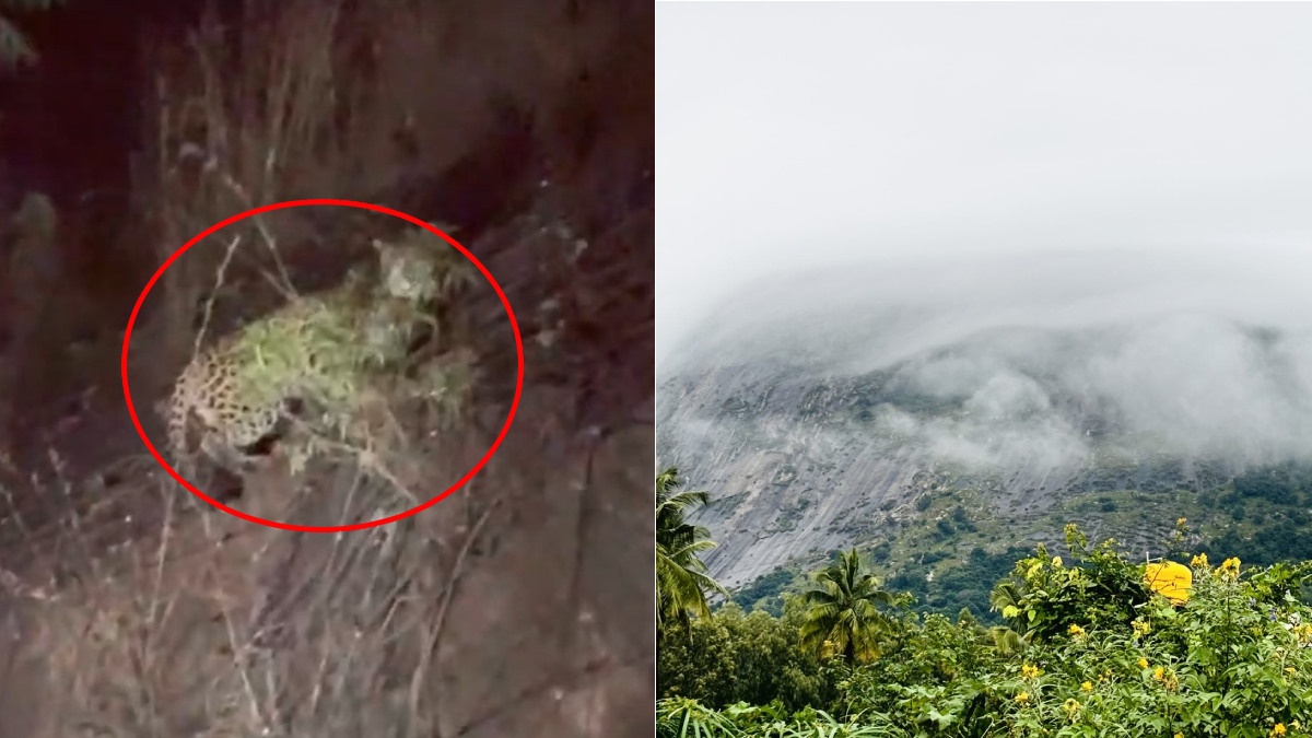 Leopard Sighted at Nandi Hills Foothills: High Alert for Weekend Travelers and Bikers at Kanive Basavanna Zone