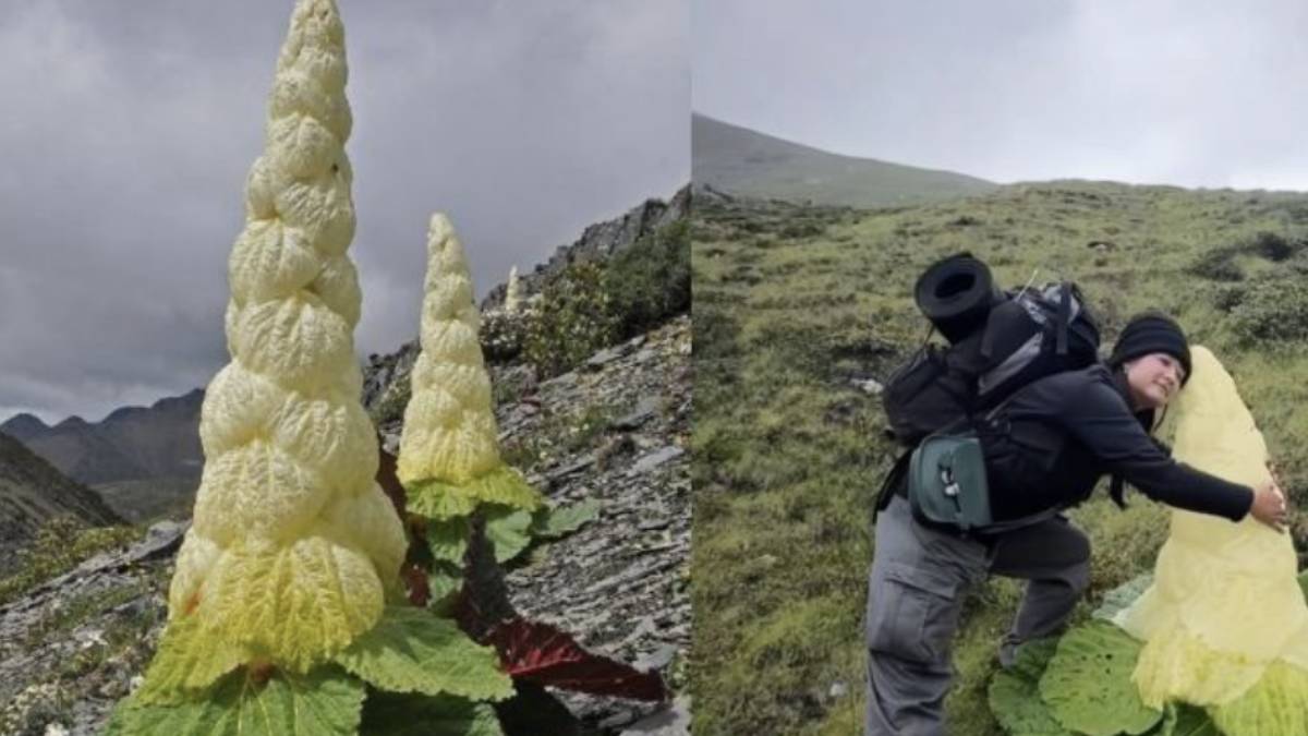 The 30-Year Bloom: What a Himalayan Flower Teaches Us About patience and Hidden Growth