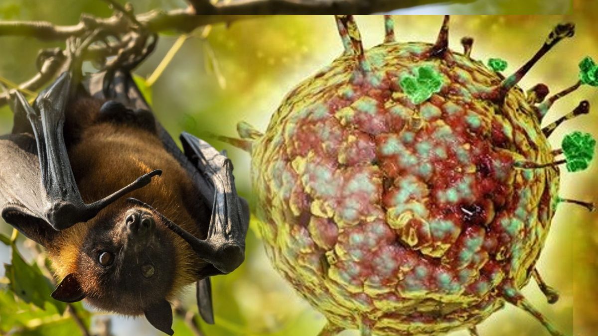 Jharkhand Issues Health Alert After Suspected Nipah Virus Cases Reported in West Bengal