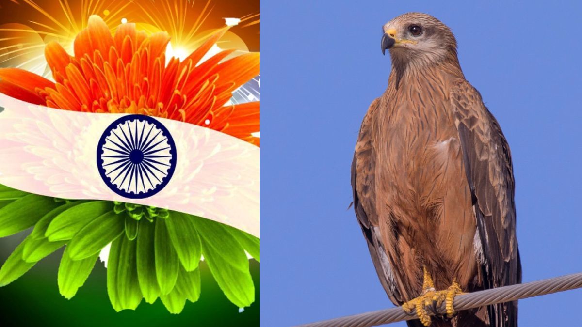 Delhi to Use 1270 KG of Boneless Chicken to Feed Black Kites Away from Aircraft During Republic Day Parade