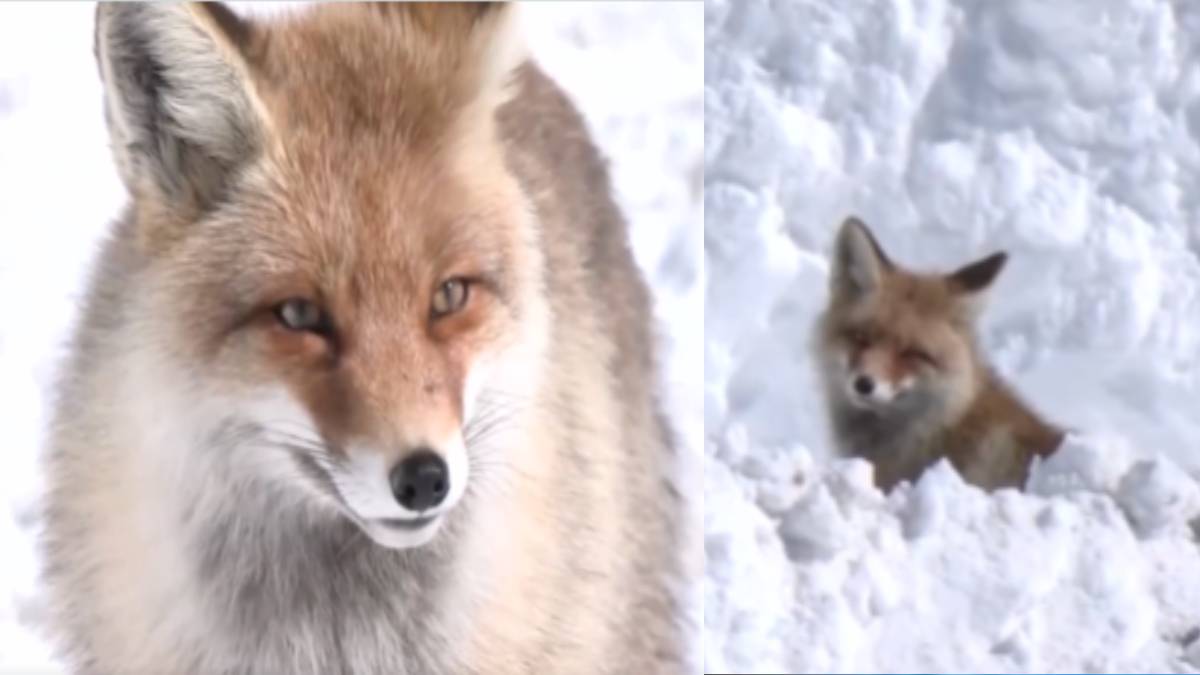 Rare Himalayan Red Fox Spotted at Zojila Pass in Jammu & Kashmir