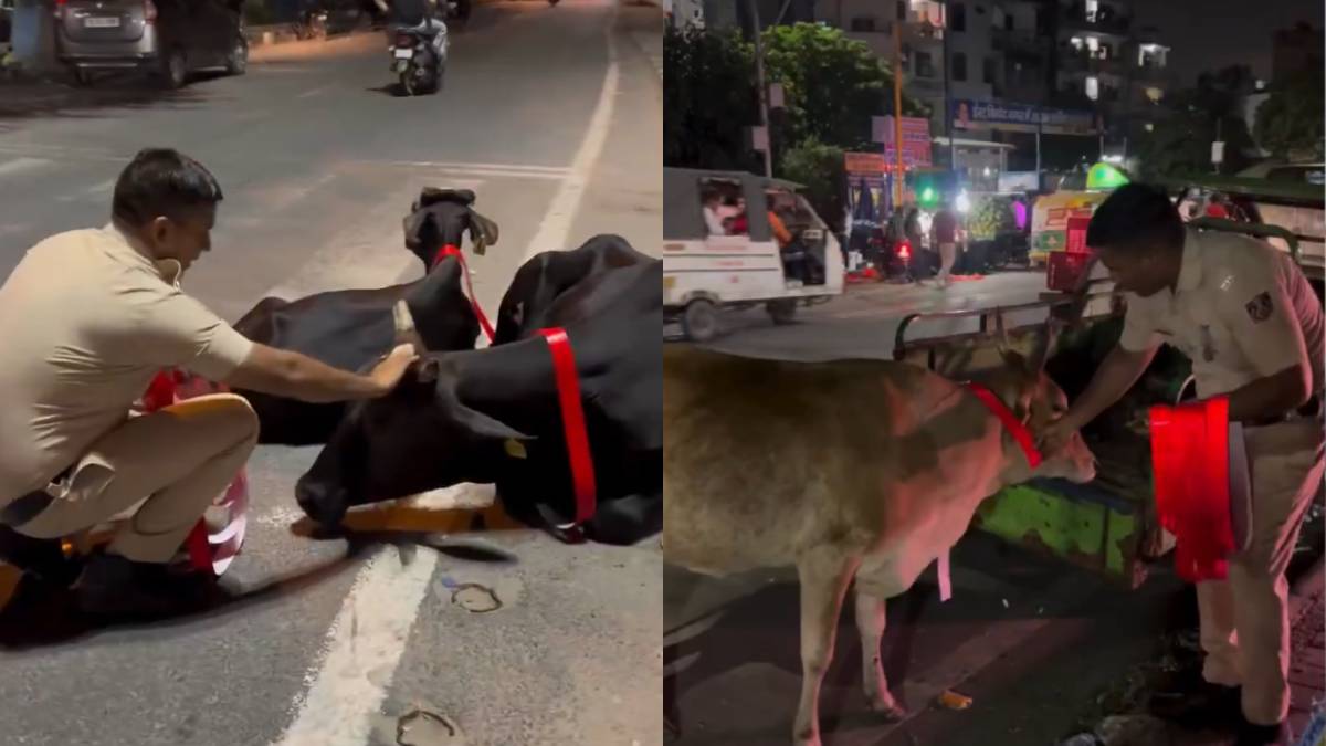 A Life-saving Small gesture: Reflective Bands for Cows during Night